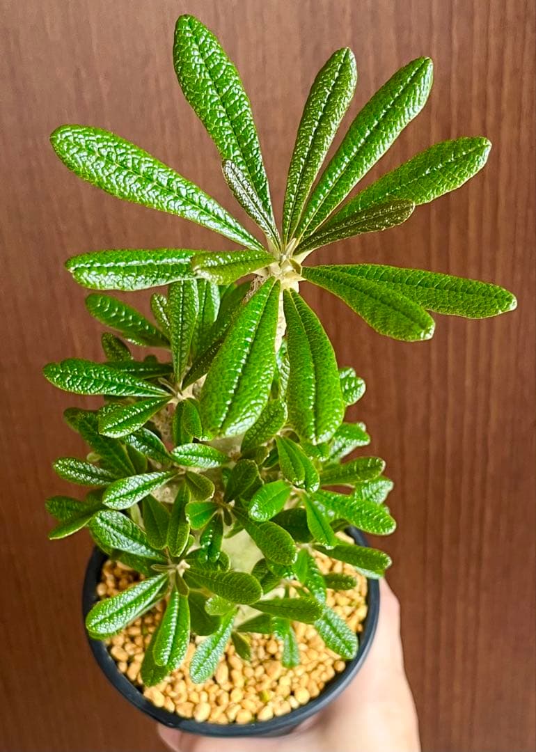 ちゃちゃ丸【レア/塊根植物】ドルステニア ギガス 鉢植え A-6 ちゃちゃ丸様 専用【レア/塊根植物】ドルステニア ギガス 鉢植え A-6