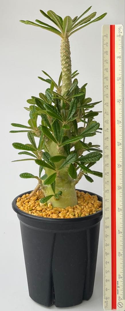 ちゃちゃ丸様 専用【レア/塊根植物】ドルステニア ギガス 鉢植え A-6