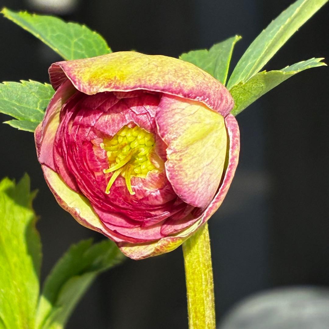 a*a様 3545☘️蕾花タグ付☘️超特殊☘️唯一無二☘️芳香⭐️小輪⭐️超キレ