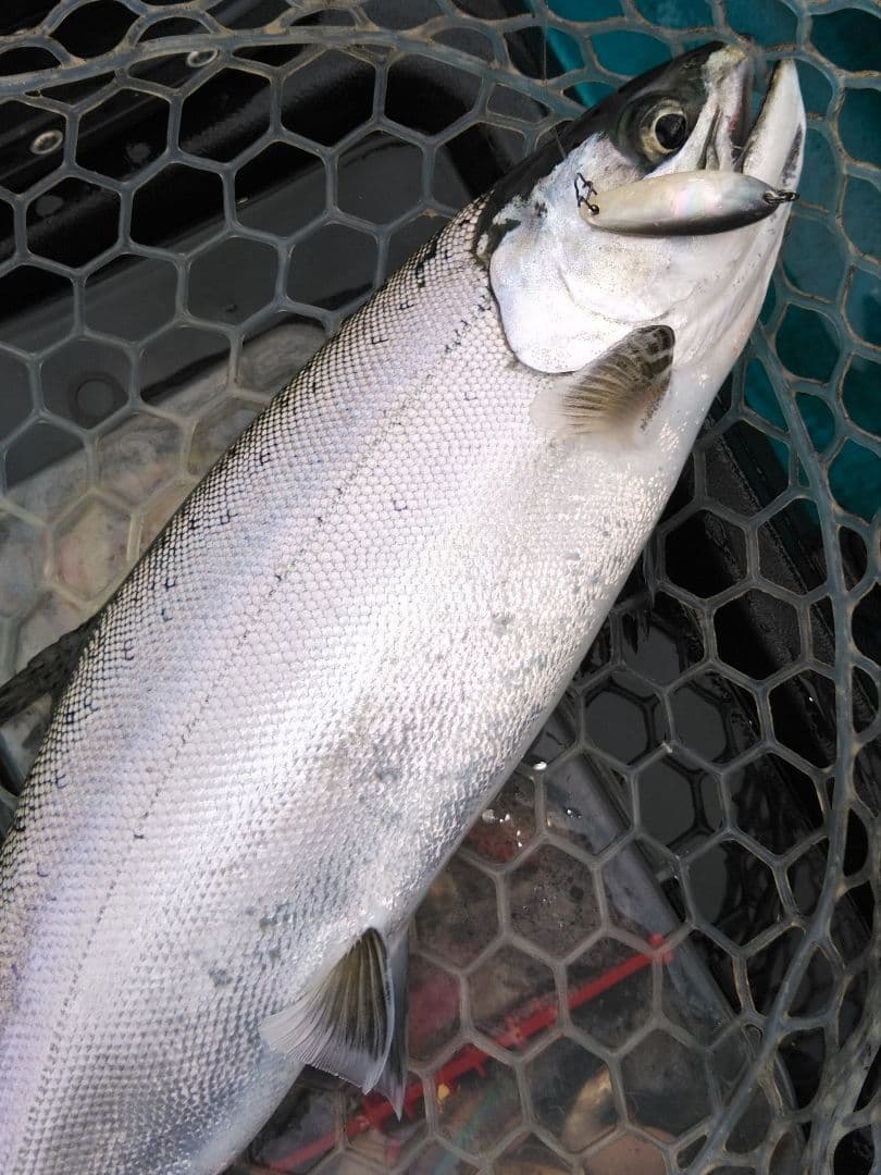 専用　シェルスプーン6枚 楽天市場】キャビア専用シェルスプーン（白蝶貝スプーン） | キャビア