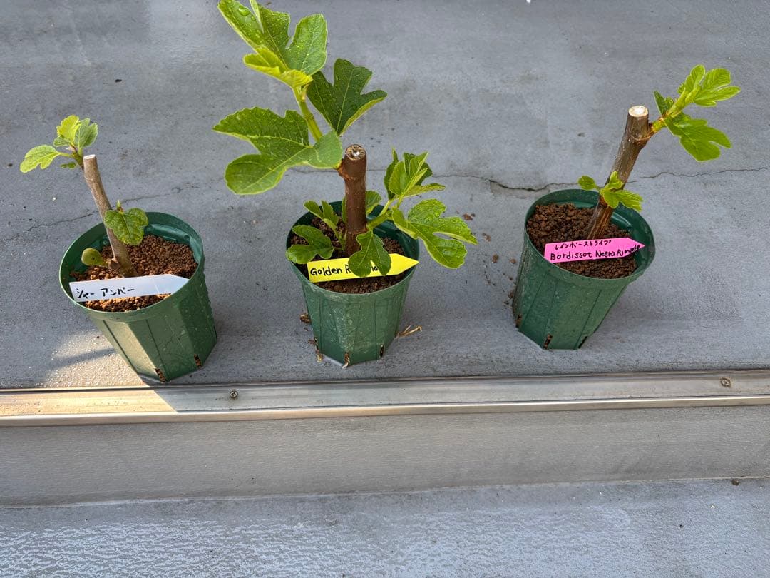 シャーアンバー ゴールデンリバーサイド レインボーストライプ - メルカリ