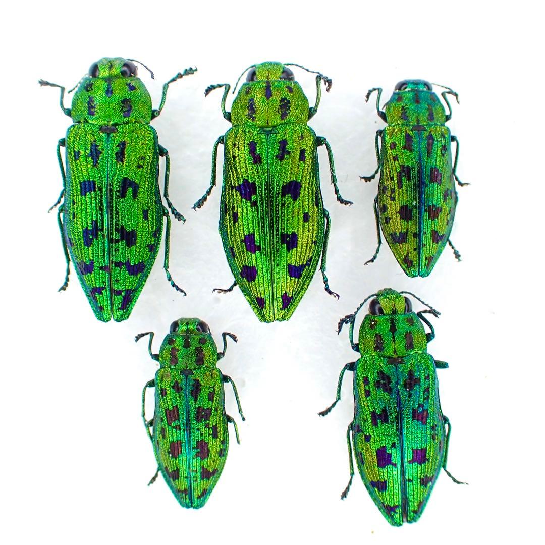 昆虫標本 クロホシタマムシ標本5匹セット - メルカリ