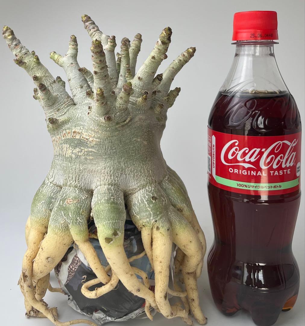 美/ドワーフ/超極太 】アデニウム アラビカム ゴジ タコ足 B - メルカリ