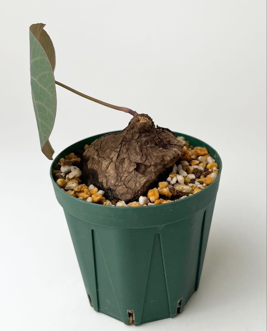 ステファニア カウィーサキー（kaweesakii）鉢植え A-16 - メルカリ