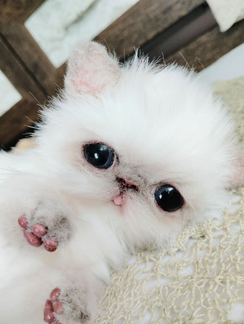 エキゾチックショートヘア♡子猫♡サクラちゃん♡アートドール