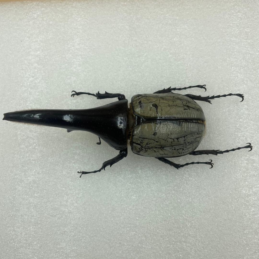 標本 珍ヘラクレスヘラクレス ブルー パチセラス血統 カブト - メルカリ