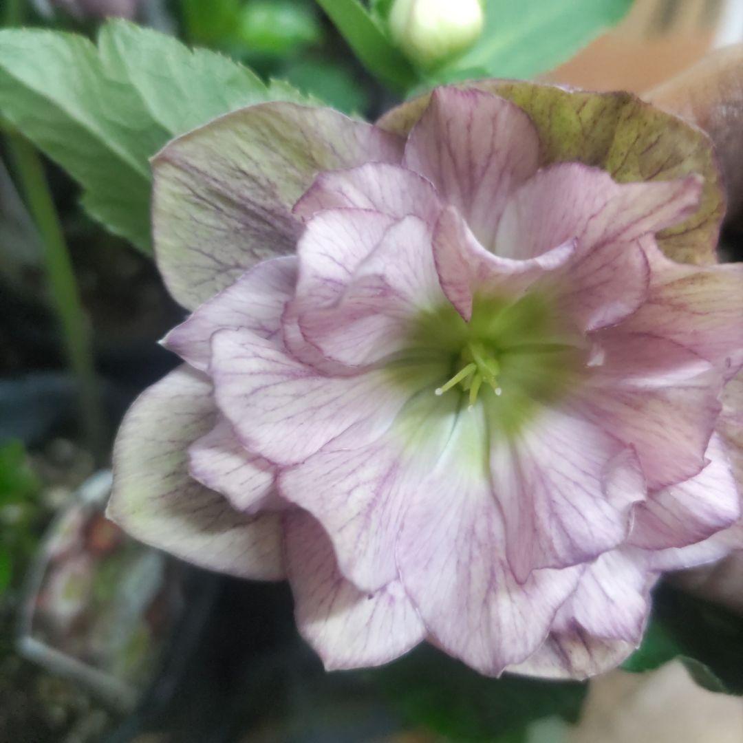 クリスマスローズ②八重咲きダブル8鉢セット - メルカリ