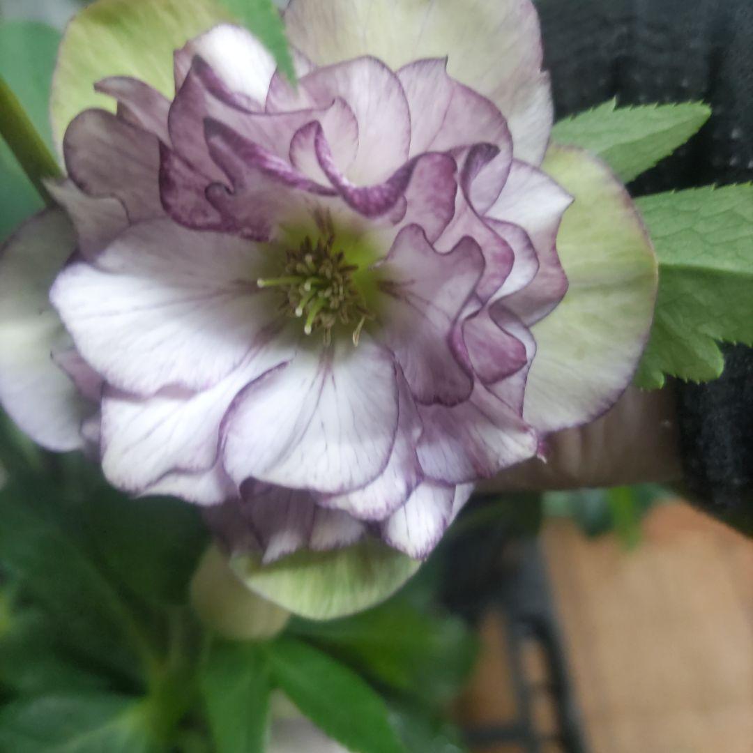 クリスマスローズ②八重咲きダブル8鉢セット - メルカリ