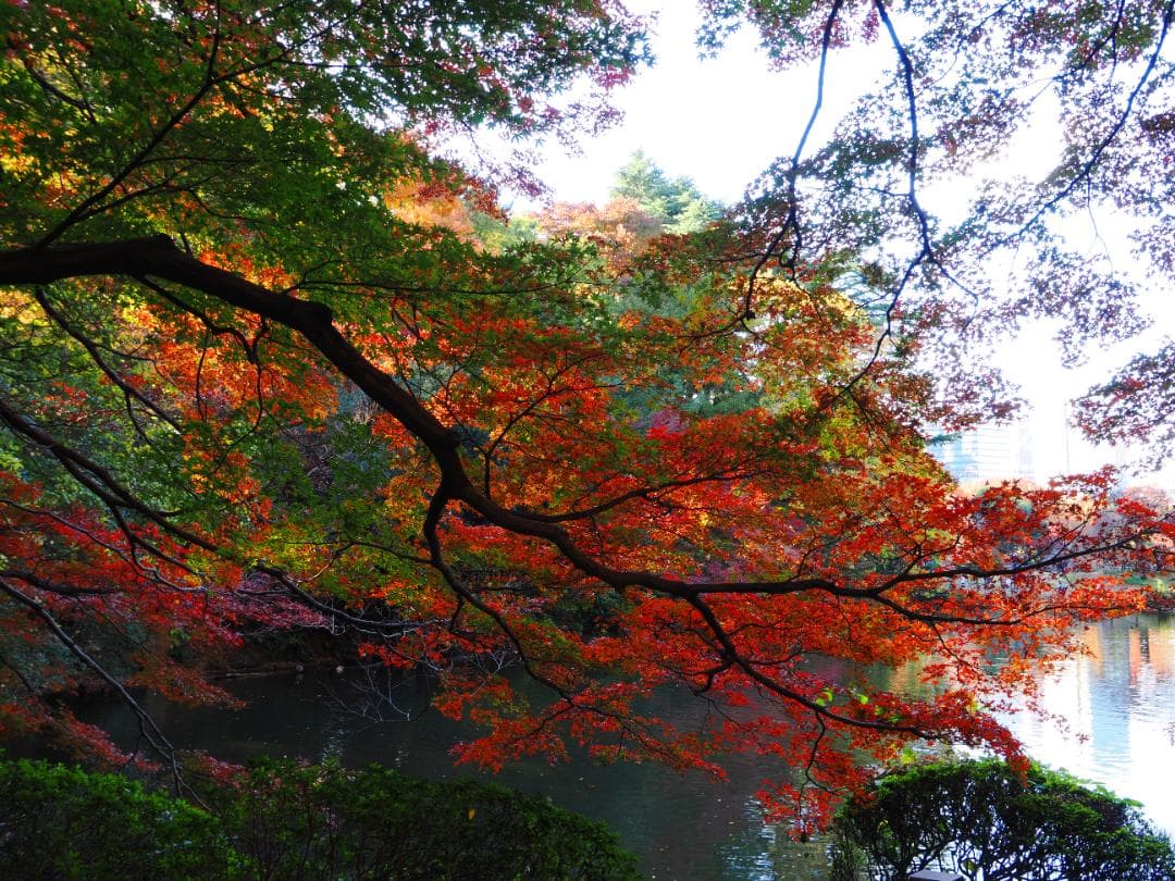 M.ZUIKO DIGITAL ED 9-18mm F4.0-5.6 作例あり