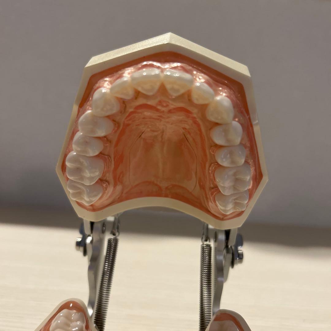 ニッシン 歯科模型 額模型 顎模型 歯科衛生士 NISSIN デンタルモデル