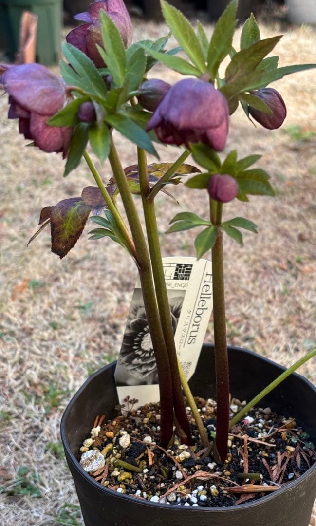 広瀬園芸 クリスマスローズ ダブル 開花株 - メルカリ