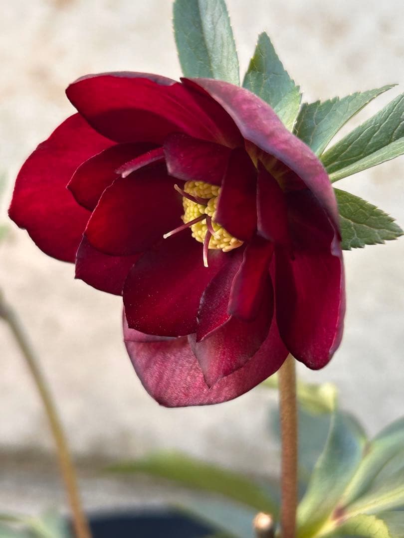 最終価格 認定キラメキ チョコレート フルグロス クリスマスローズ