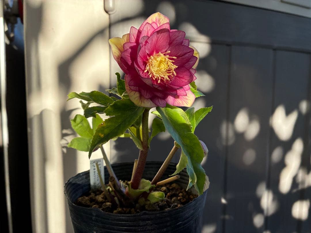 アオサ♡DDレッドゴールド白抜け　整形花