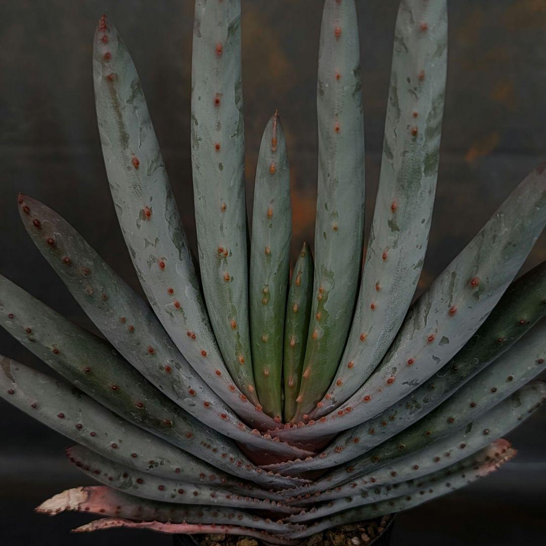 メルカリ便発送☆アロエ コンプレッサシストフィラ(ビグザム交配