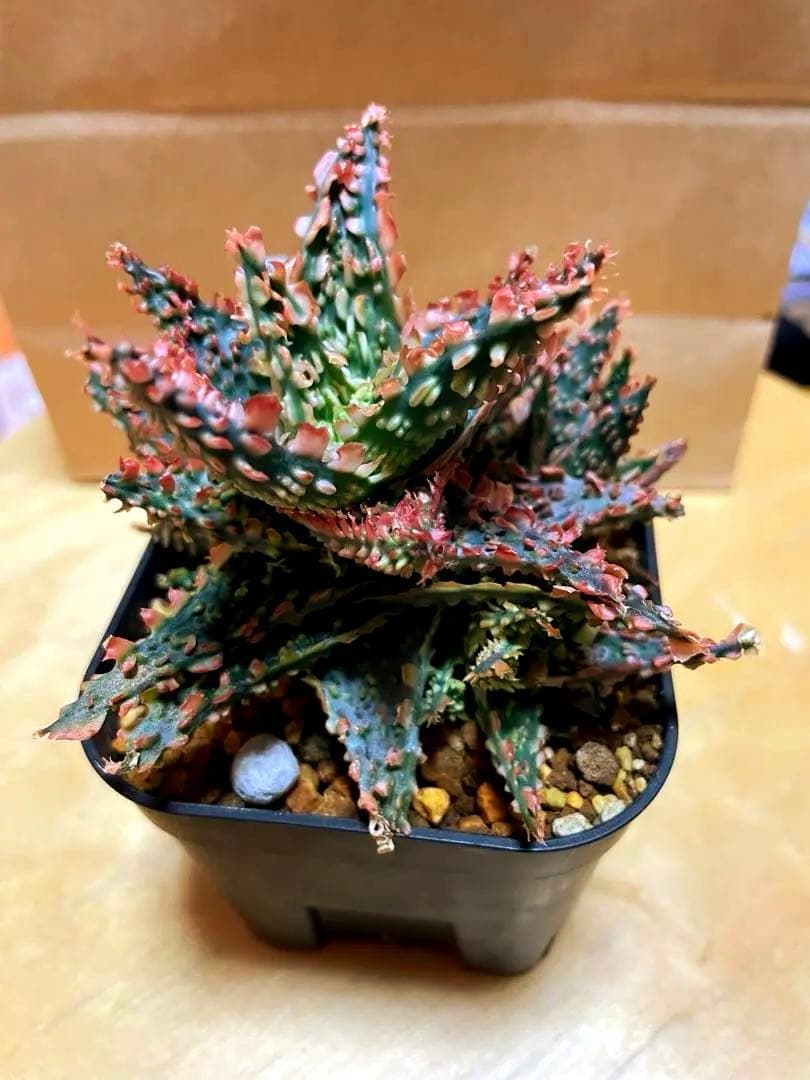 アロエ TCT ハイブリッド - メルカリ