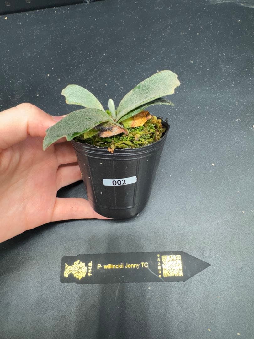 ビカクシダ P. willinckii Jenny TC #002 - メルカリ