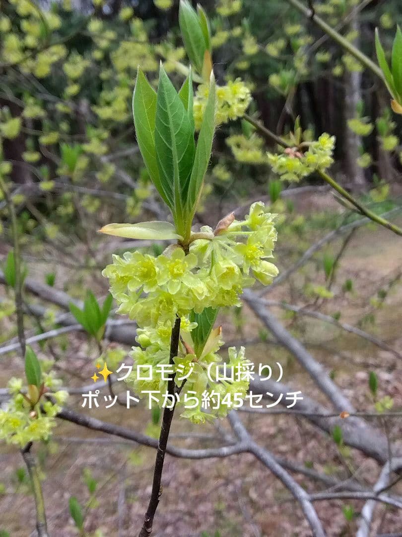✨️クロモジ（山採り） ポット下から約45センチ - メルカリ