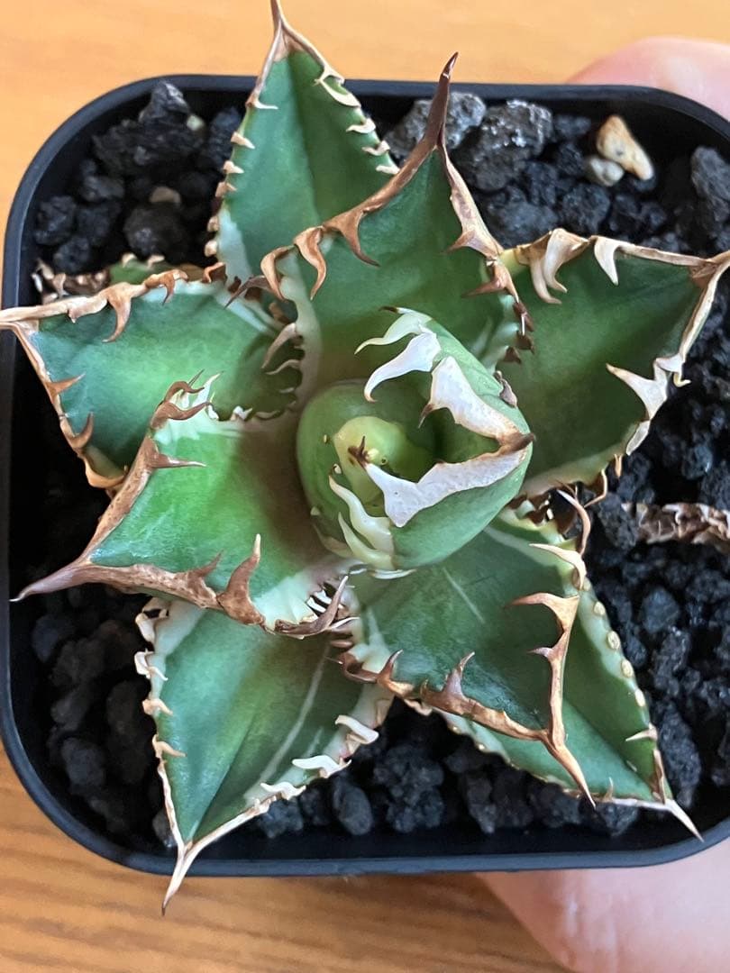 鉢ごと発送】活着 サイズ大 アガベ チタノタ 赤猫錦 TC ☆活着株☆