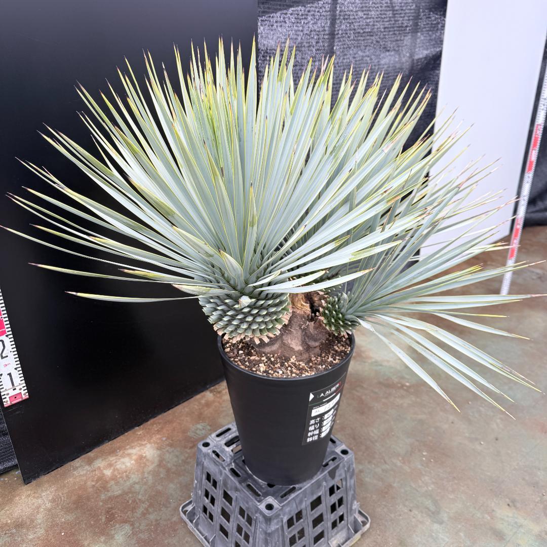 AL1200】ユッカ ロストラータ トリプルヘッド - メルカリ