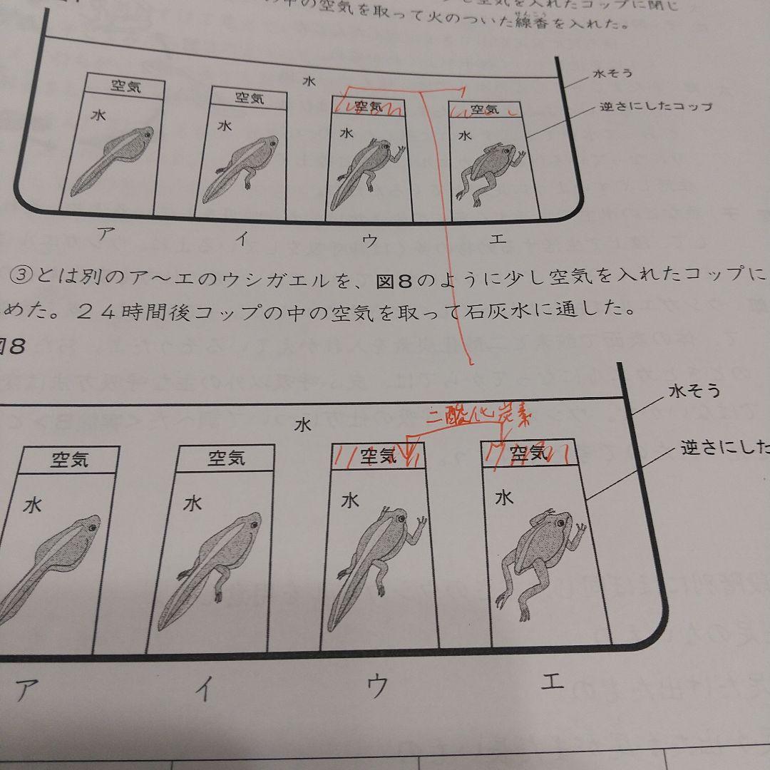 ena 小6 後期日曜特訓 富士中コース - メルカリ