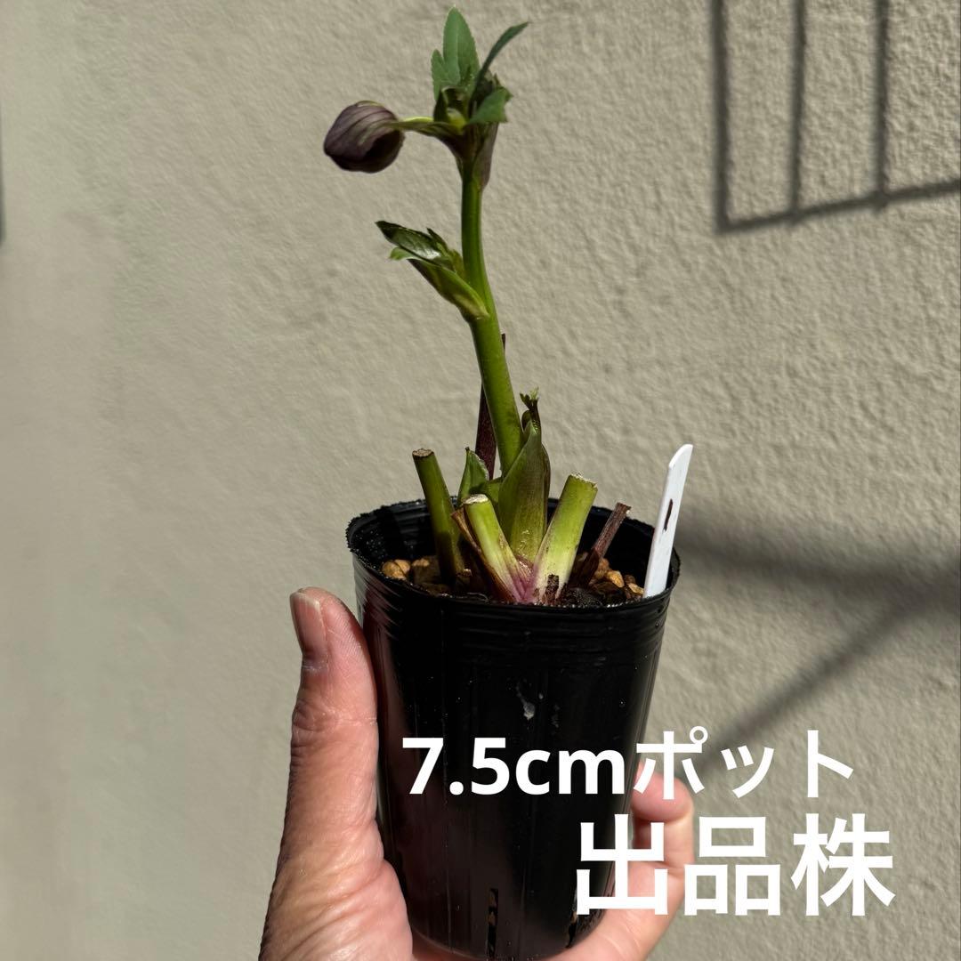 速達・第4種郵便❣️広瀬園芸□超多弁□クリスマスローズ 株分け