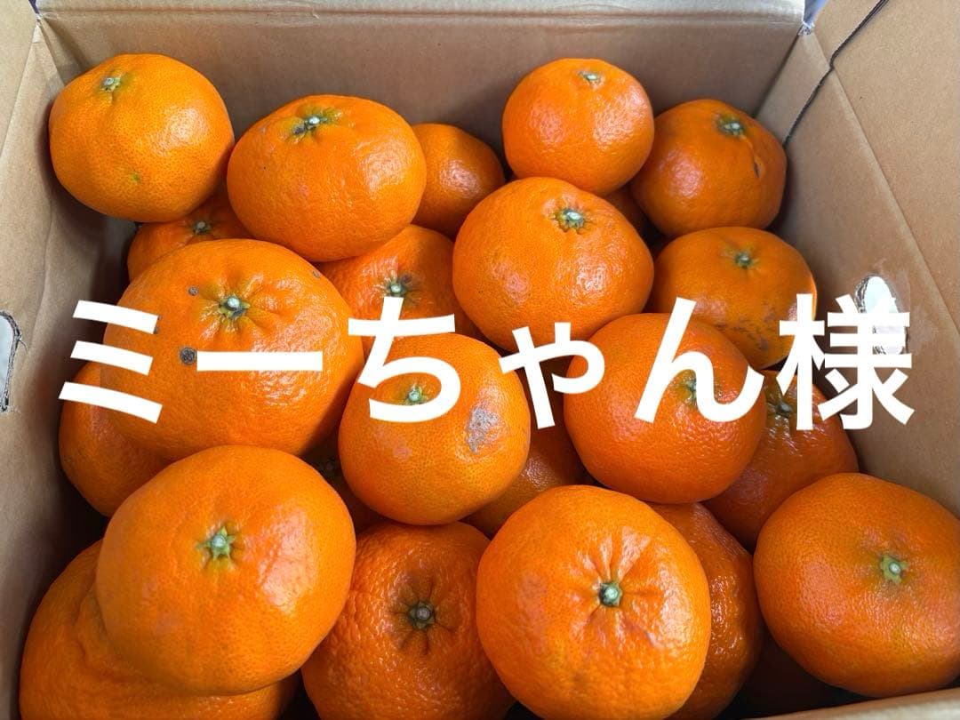 訳あり甘平10キロ 愛媛オリジナル品種の希少柑橘・甘平をお値打ち価格で販売中【訳あり10kg】