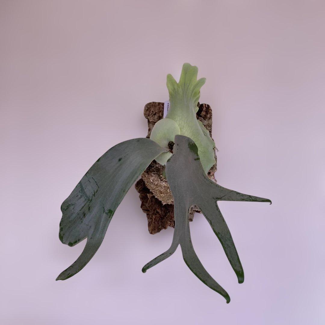 P.willinckii cv Zero （POP） P.willinckii 