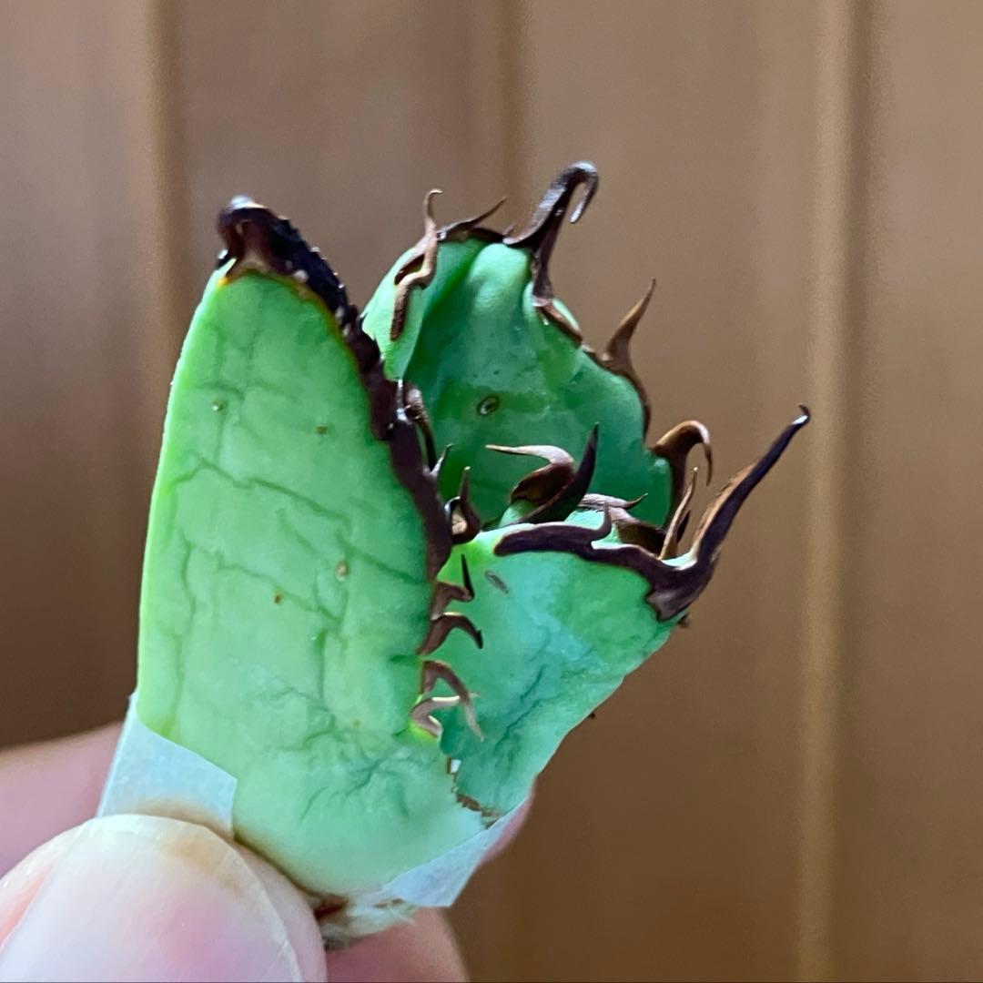 松*下様 オークション【匿名配送】REZA産 選抜株 アガベ RED STAG