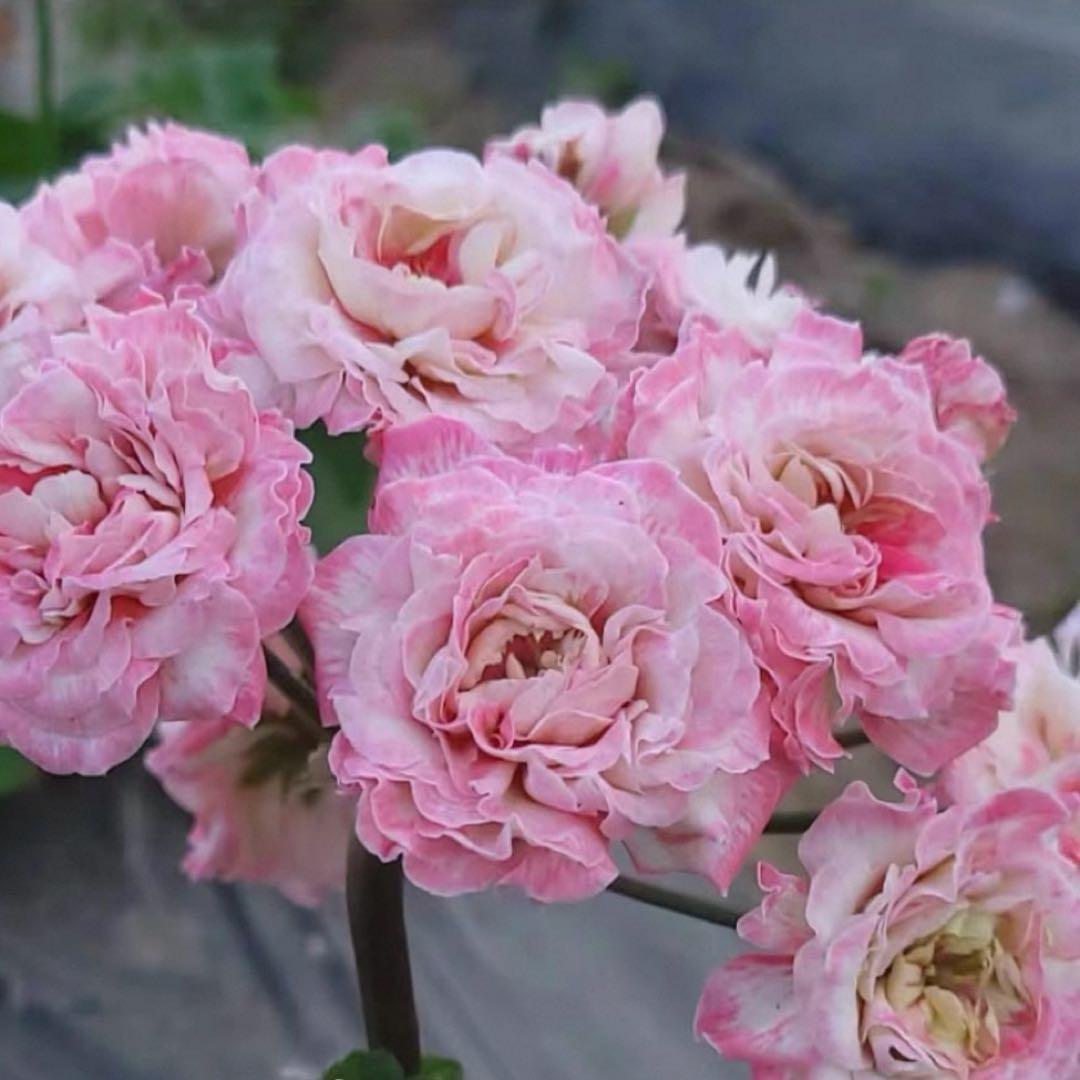 希少ゼラニウム 珍しいゼラニウム苗 レア品種ゼラニウム Avon01 - メルカリ