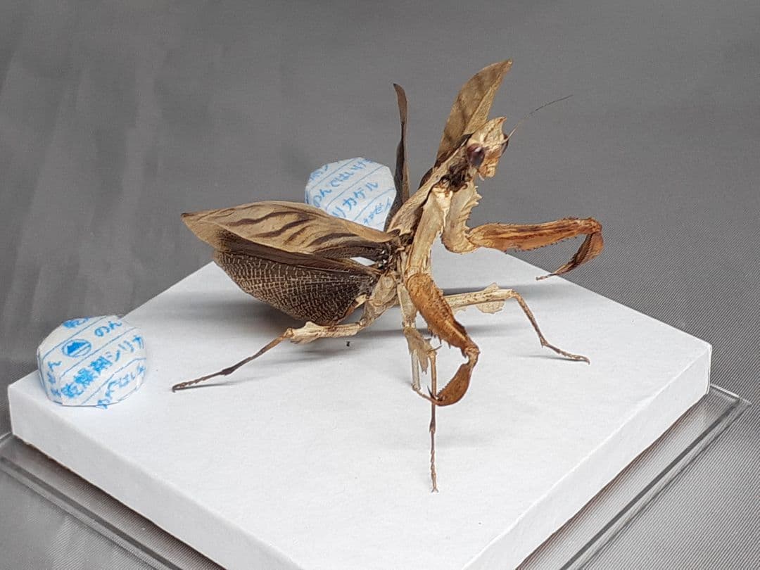 マオウカレハカマキリ雌 立体標本 魔王枯葉 ラスト1 - メルカリ