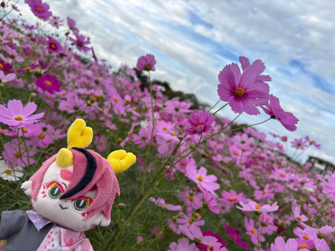 ぬいぐるみ order.72 Amazon.co.jp: サンエックス(San-X) いしよわちゃん ぬいぐるみ