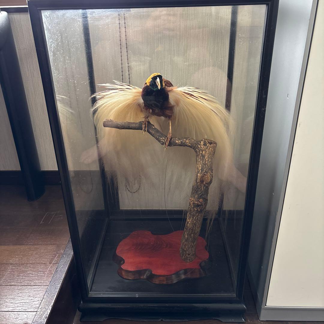 風鳥） （極楽鳥） 剥製 置物 （風鳥） （極楽鳥） 剥製 置物