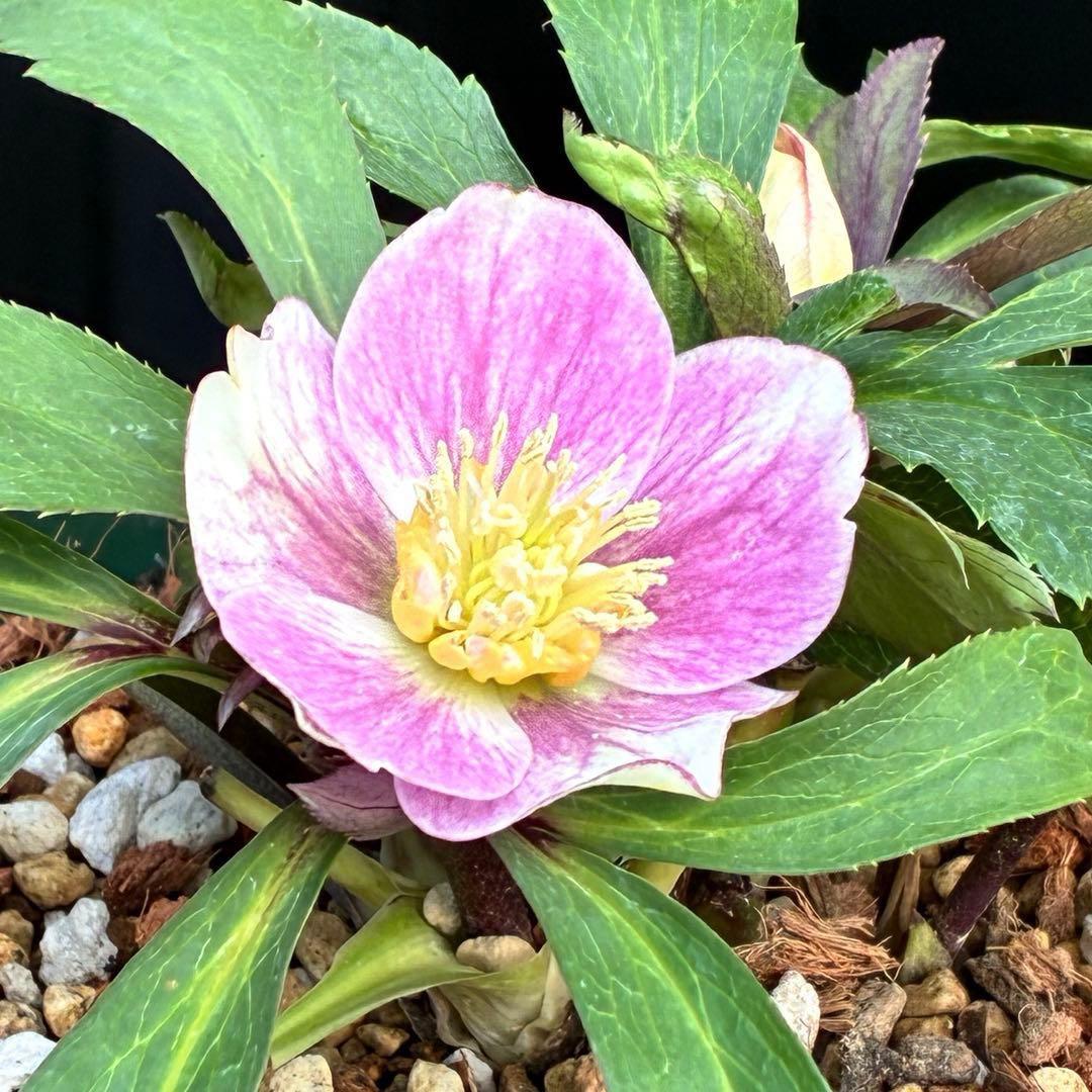 の*ん様 3493☘️蕾花タグ付き☘️超希少☘️筒型SD⭐️ポーセリン⭐️小輪⭐