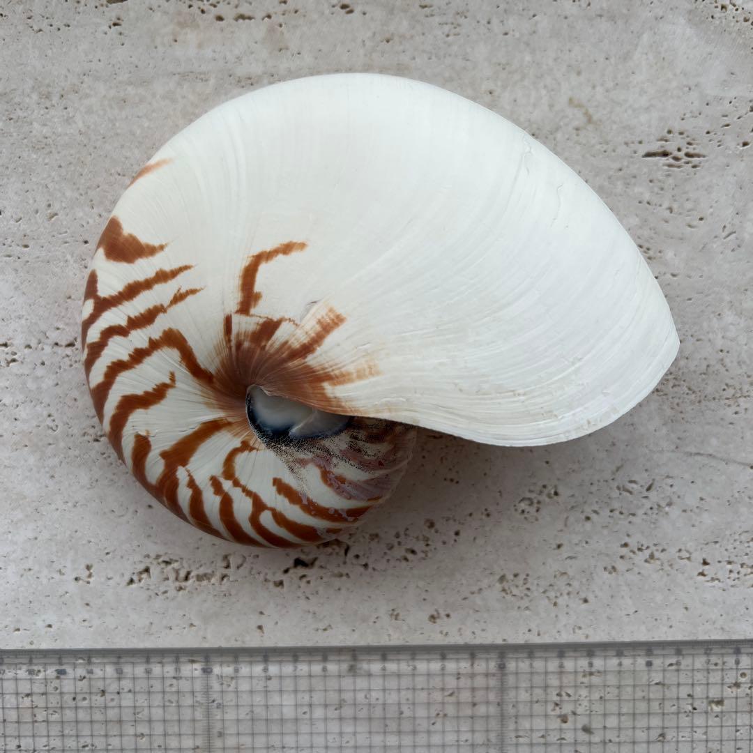 オーム貝　二種セット断面カットとカットなし カットノドロソン(オニノツノガイ)【約6～9cm】[メール便可]En: Shell