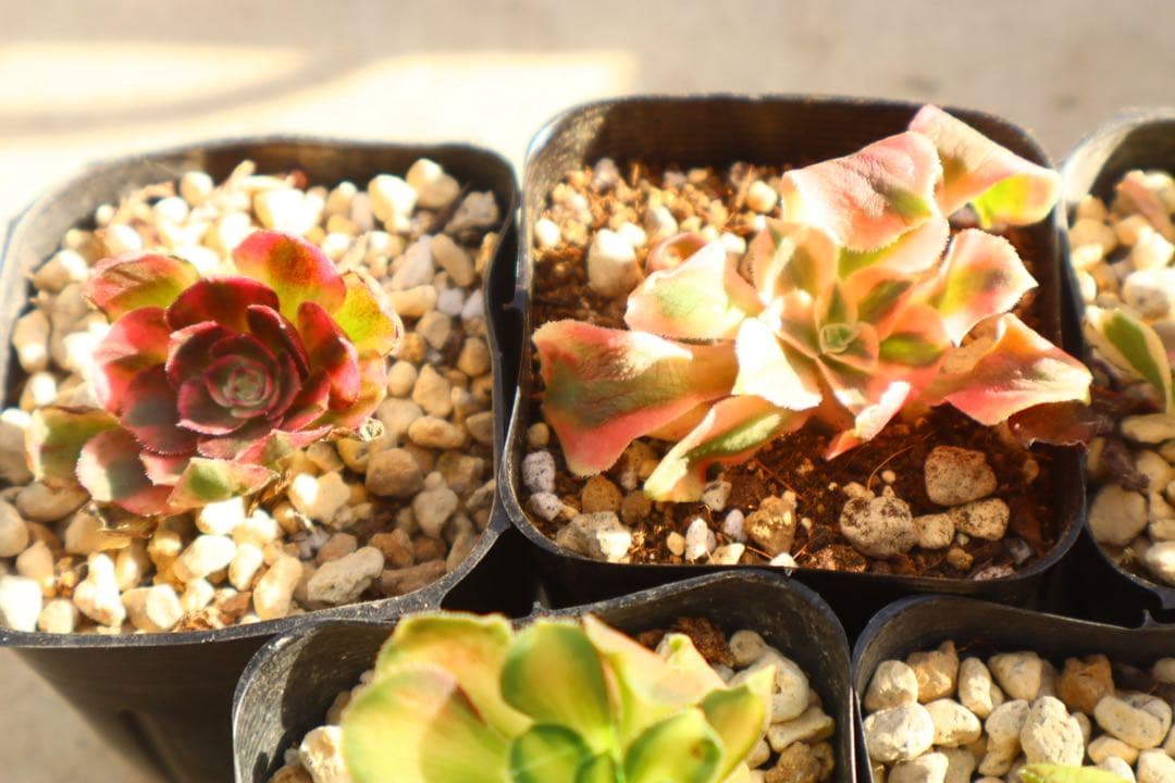 く*ー様 アエオニウム5品種セットライチ斑入り&First Love＆夜羅刹&抹