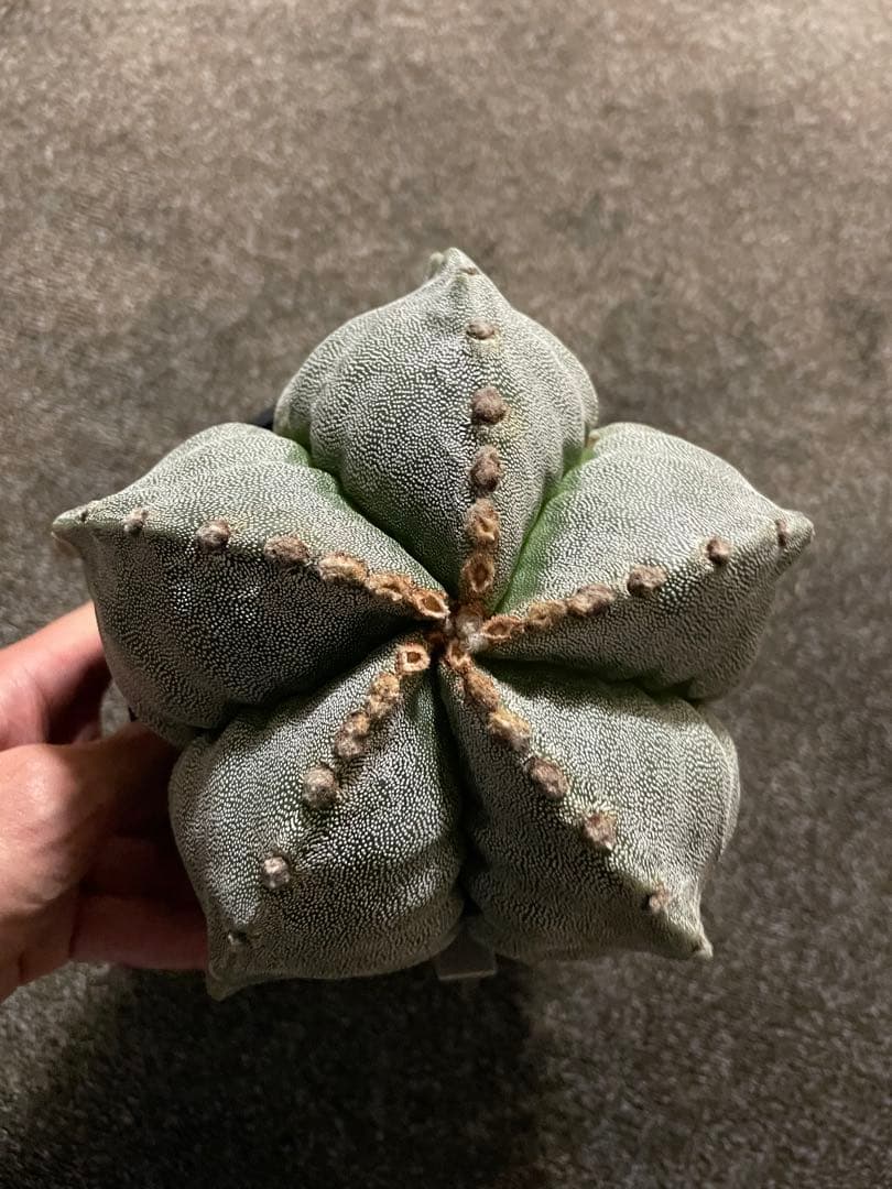 セーール　特大　山川ストロンギ　肋骨　実生