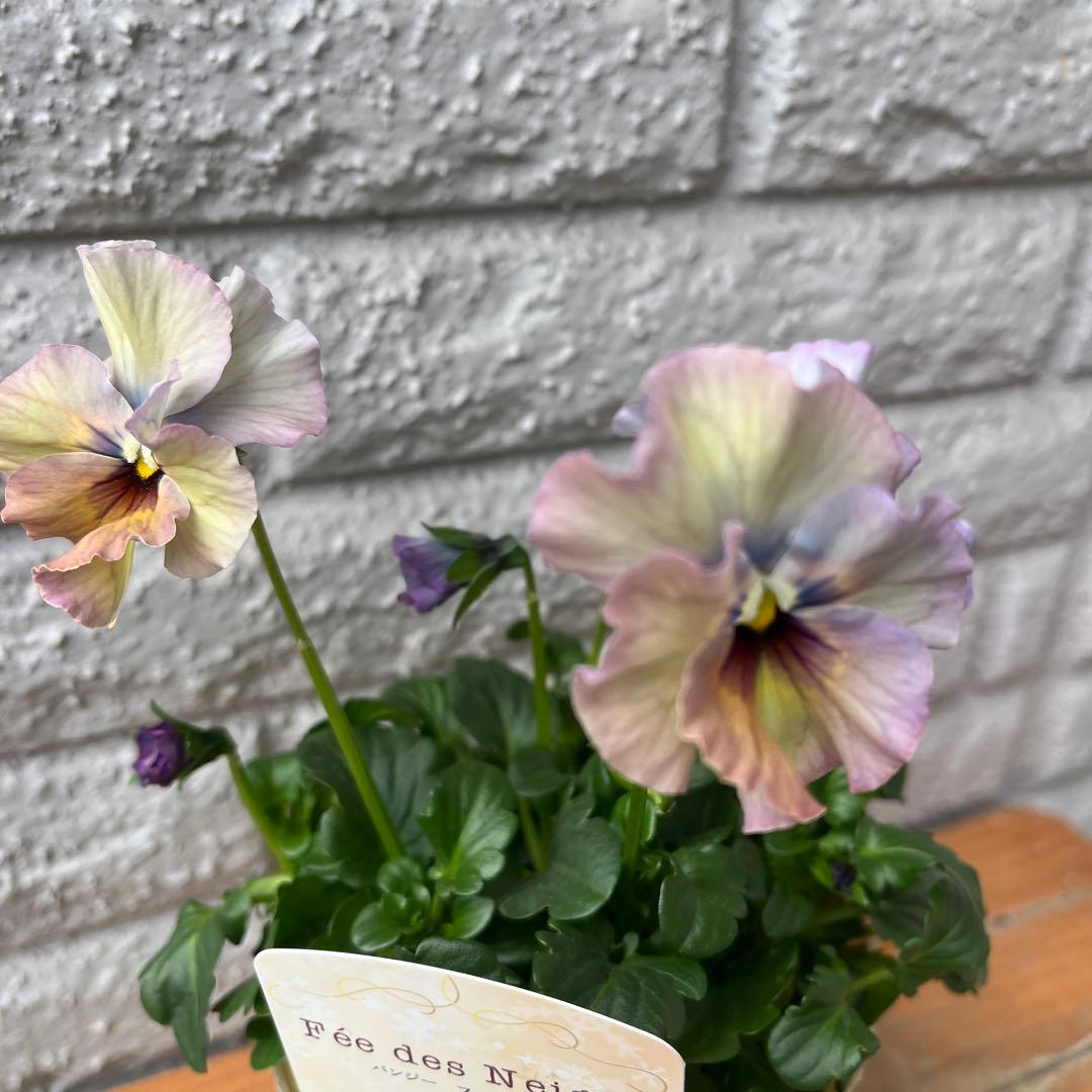 MIYABI メルカリ便 6苗