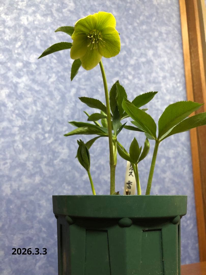 クリスマスローズ 原種 オドルス① シングル 緑 香り有り - メルカリ