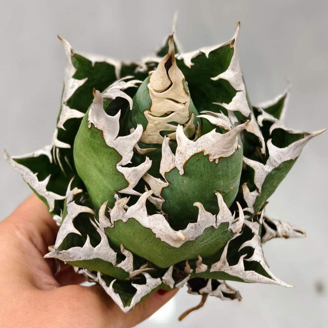 t*w様 L1344多肉植物 ガベ チタノタ 強棘 大白鲨 ホオジロザメ/検 暴 D30 多肉植物 アガベ チタノタ大白鯊 ホオジロザメ 強棘 極上子株