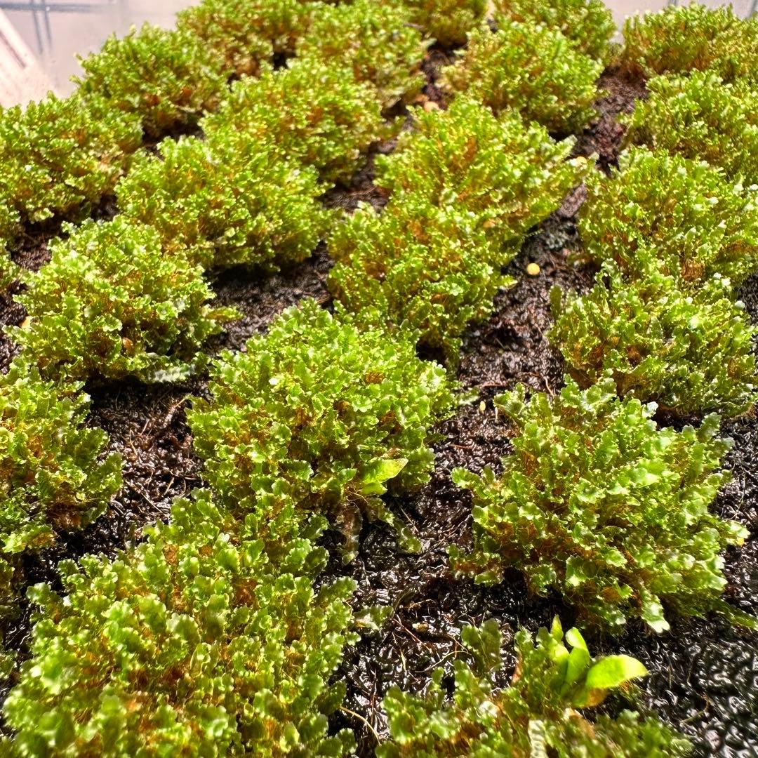 ②【限定出品】P.willinckii OMG 前葉体 胞子体 タッパーまるごと