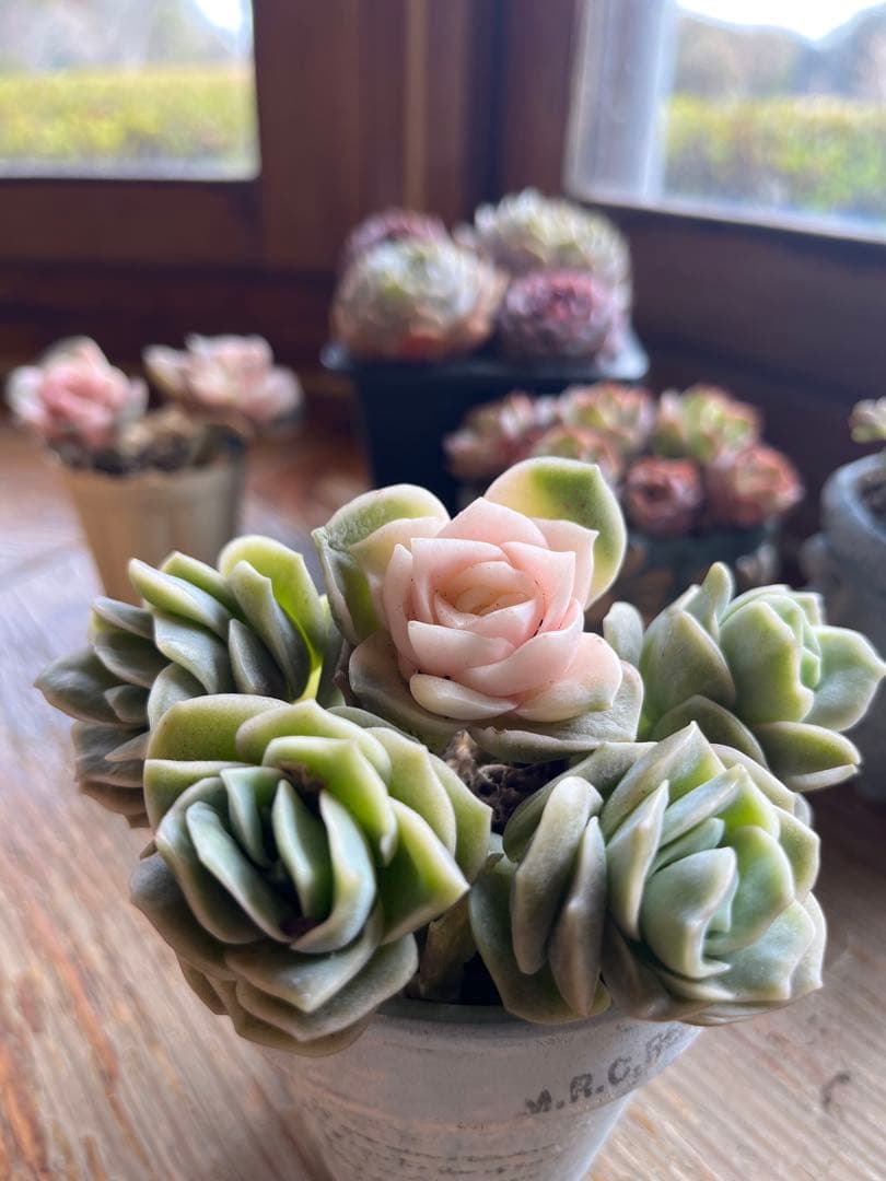 多肉☆ラブリーローズ・錦入り・5苗 - メルカリ