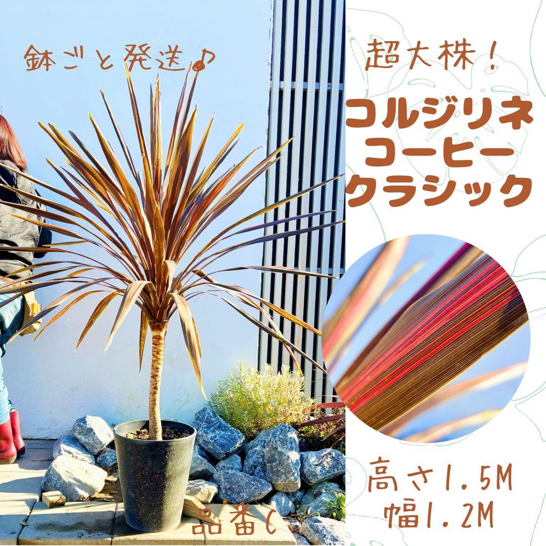 超大株！コルジリネ コーヒークラシック1.5M(鉢底から)期間限定セール☆品番C 超大株！コルジリネ コーヒークラシック1.5M(鉢底から)期間限定セール