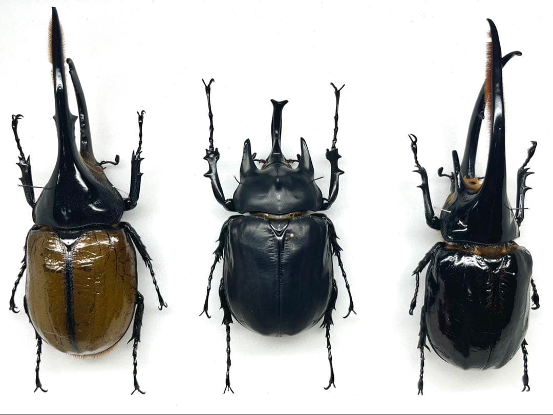 外国産カブト3種　標本　ネプチューン　リッキー　レックス（旧アクティオン） レックスゾウカブト (旧アクティオンゾウカブト) 成虫 オス ♂99mm