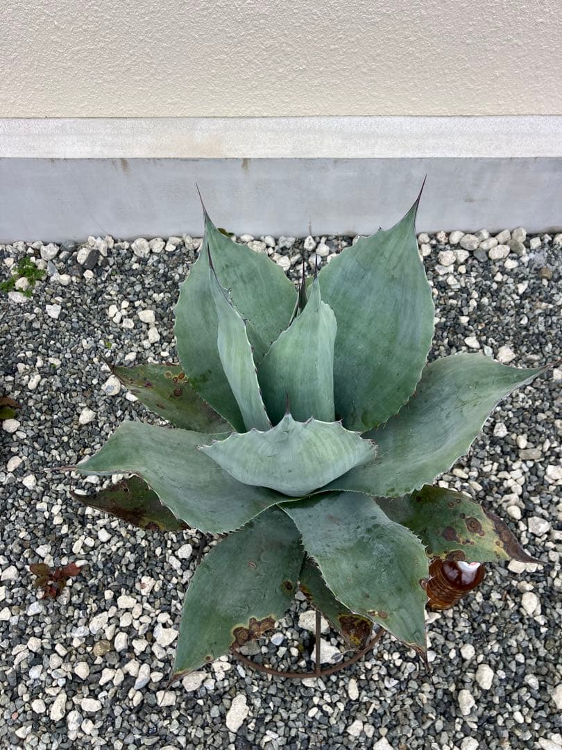 特選 アガベ オバティフォリア大株 実生 優良株 フロスティブルー