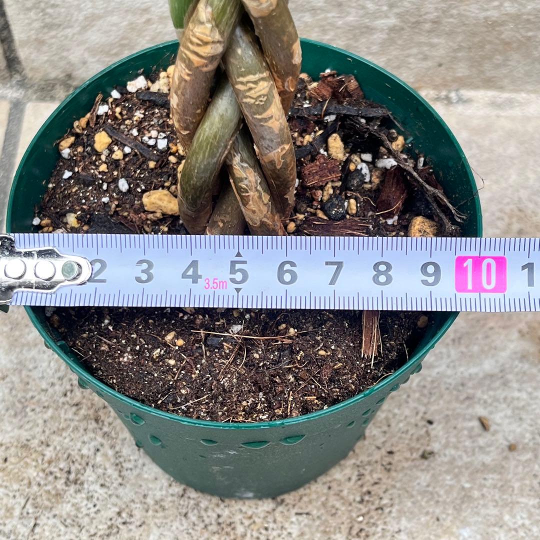 パキラ 編み込み No.004 鉢、送料込 メルカリ便 - メルカリ