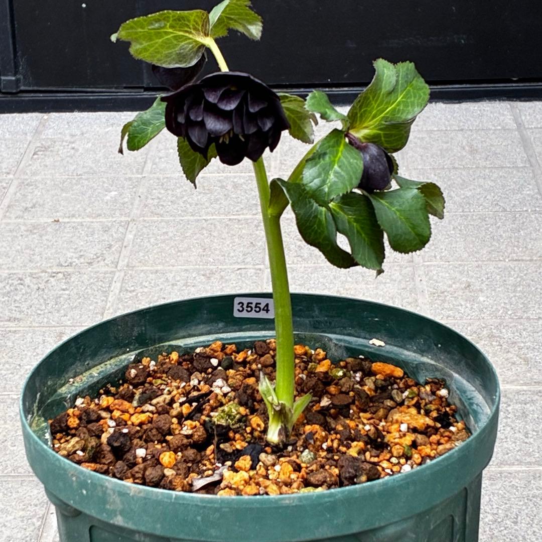 ま*こ様 3554☘️ラスト2☘️蕾花付☘️親株☘️特大7号⭐️黒タグ付(入手時