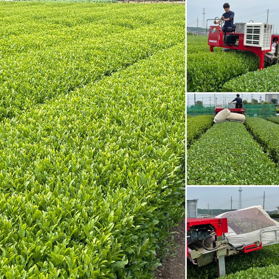上ほうじ茶】狭山茶畑直販2袋(令7年産)一番茶100%深蒸し茶 煎茶日本茶
