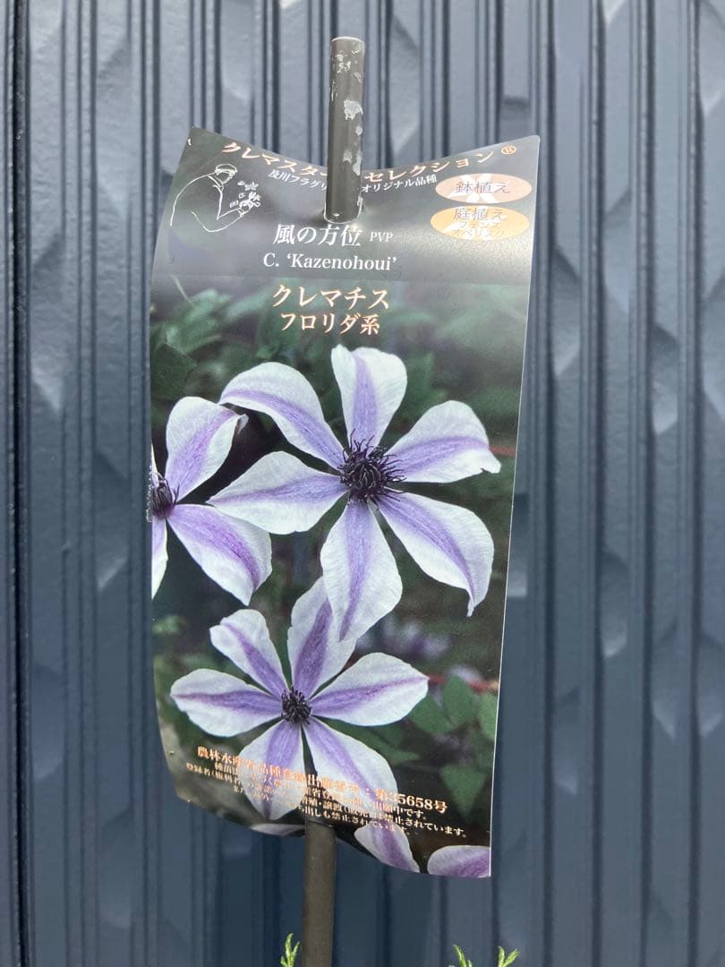 メルカリ便】希少クレマチス 風の方位 - メルカリ