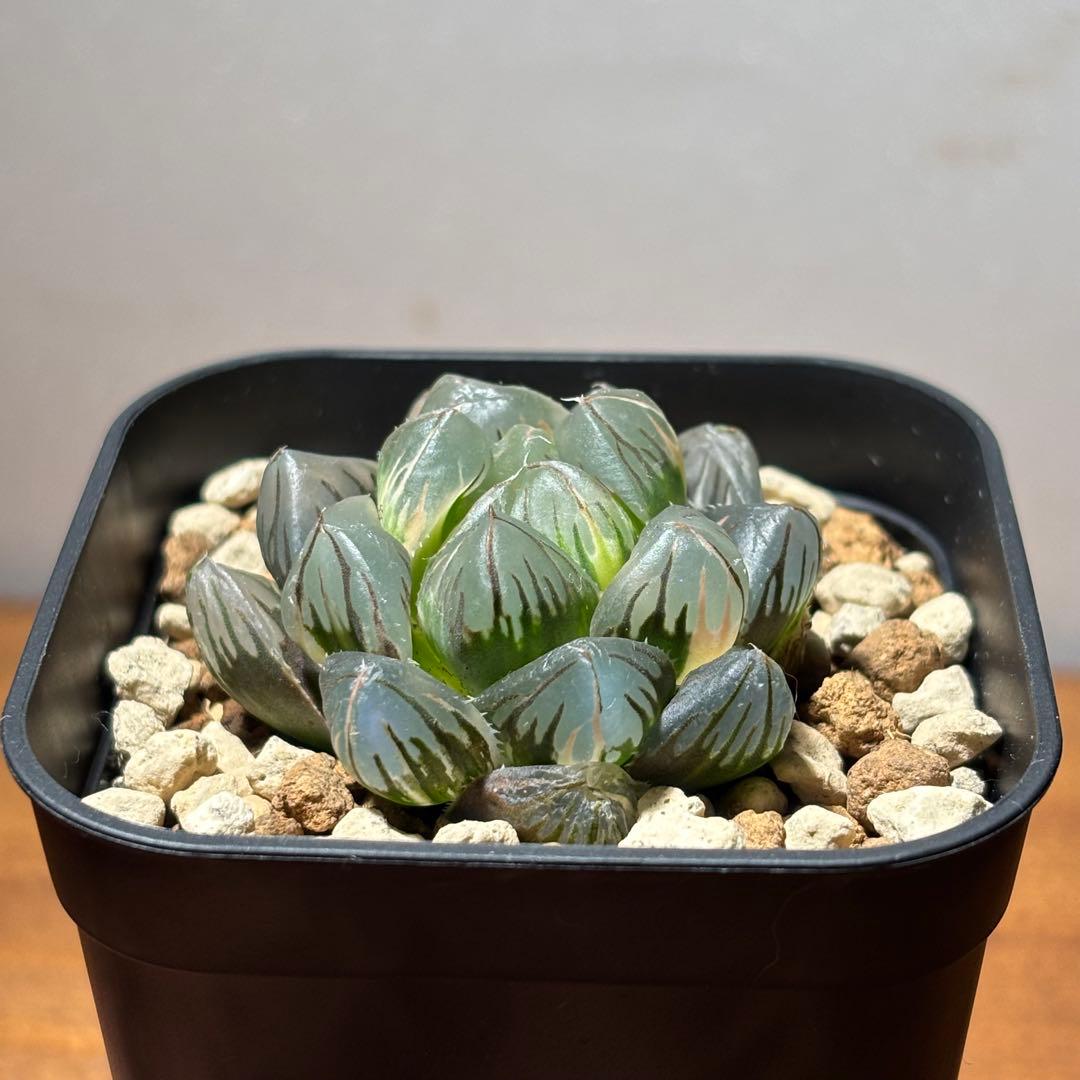 ハオルチア オブツーサ錦 水中月 - メルカリ