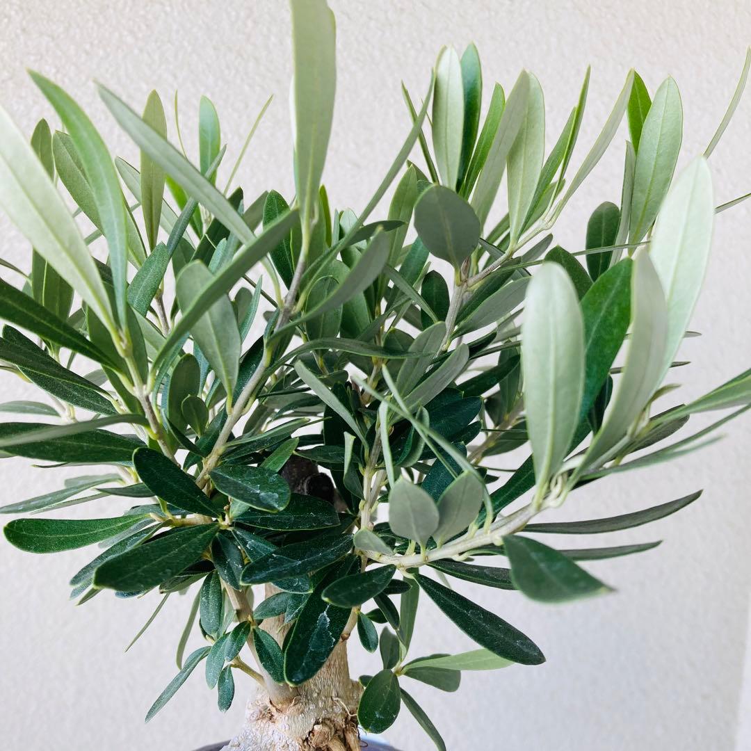 ラスト1個】① レア！souju 盆栽仕立て オリーブ シプレッシーノ 4号鉢